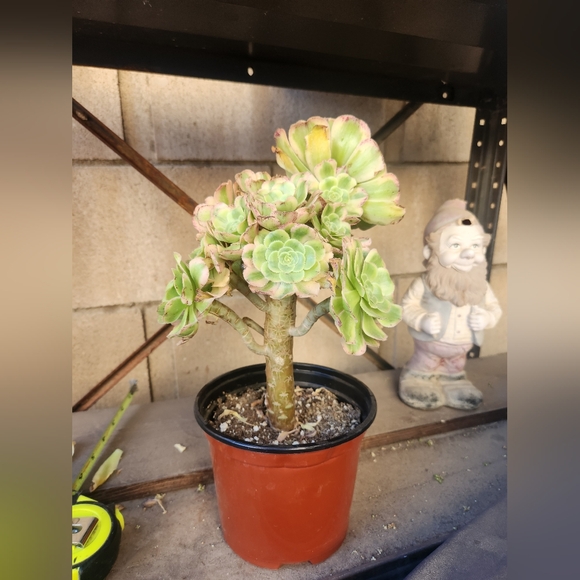 Aeonium Florecens Variegated | Tree Bonsi Cluster 6" Pot - Picture 6 of 13